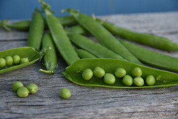 Pods of fresh green peas on a gray background