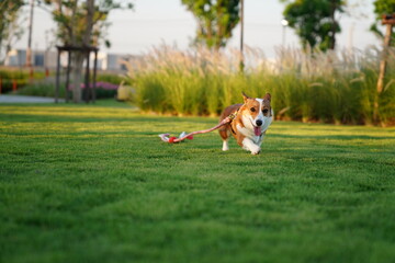 corgi running