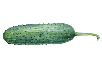 cucumber on isolated white background, watercolor illustration