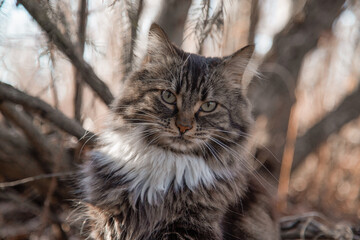 Cat Winter Portrait 04