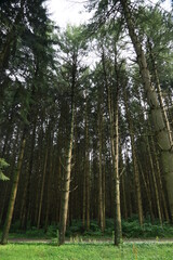 Tall trees in the forest 