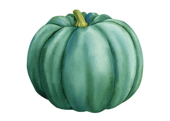 Green pumpkin on isolated white background, watercolor vegetable