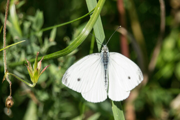 Kohlweißling im Gras