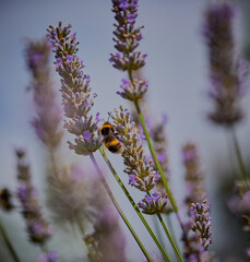 Bee working on a lavender bush.