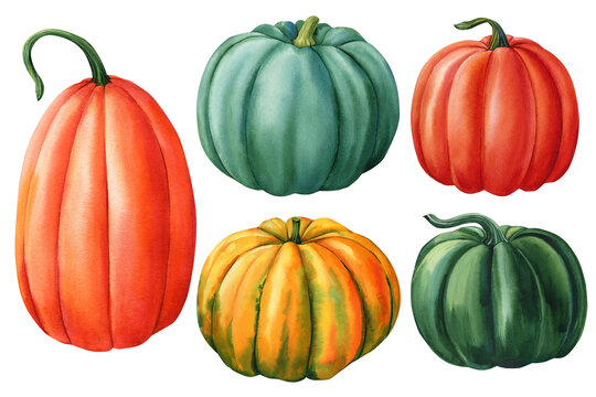 Set of pumpkins on isolated white background, watercolor autumn vegetable