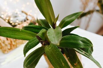 plant in a flowerpot