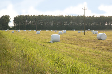 rolls bales of straw in cellophane on the field