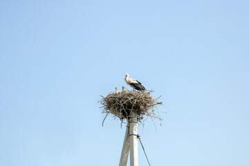stork nest with chicks against the blue sky © Елена Белоусова