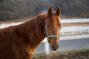 a reddish brown domestic horse looks on while fenced in on the barn one winter afternoon