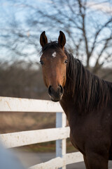 a portrait orientated shot of a brown horse looking directly into the camera while fenced in on an outdoor farm