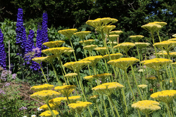 Yellow yarrow flowerheads in summer flowerbed with blue delphinium blooms © Jane Tansi