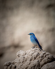 blue bird perched in the badlands