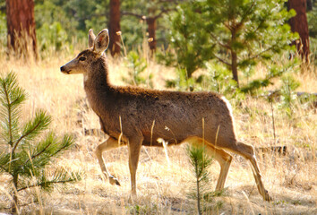 A doe deer stands in a heavenly grassy valley standing in profile. 