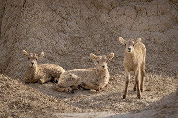 Three bighorn sheep lambs
