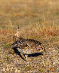 Sharptail Grouse Strutting on a Lek