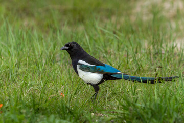 Magpie in the green grass