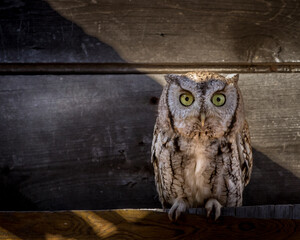 Screech owl perched in an abandoned building