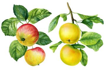 Set Apples on a branch. Natural fruits illustration on white background. Watercolor hand drawn apple