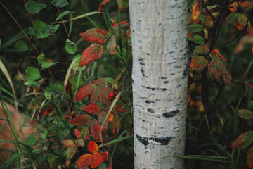 Autumn Forest Undergrowth 06