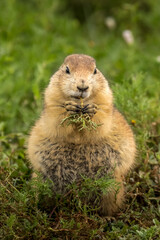 Black Tailed prairie dog chewing on a weed