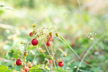 Blurred image of forest strawberry bushes with berries on a summer day. Summer background.