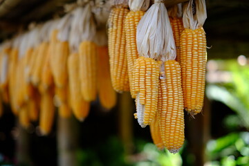 corn on the cob