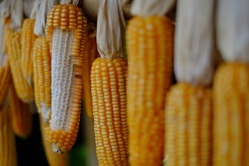 close up of corn
