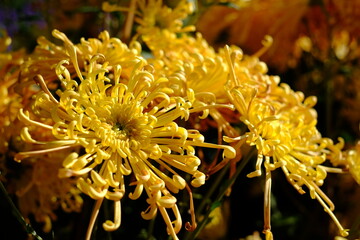 close up of yellow flower