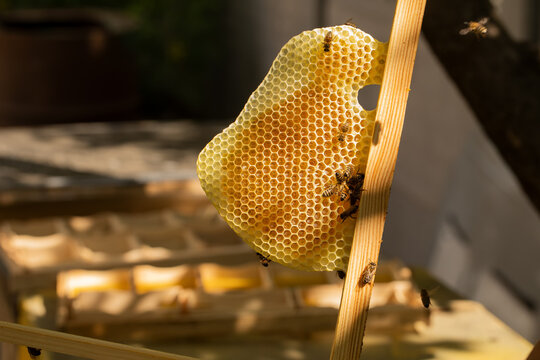 Tongue from the honeycomb on which bees collect honey. The beekeeper holds in his hands a frame with a pulled-out honeysuckle