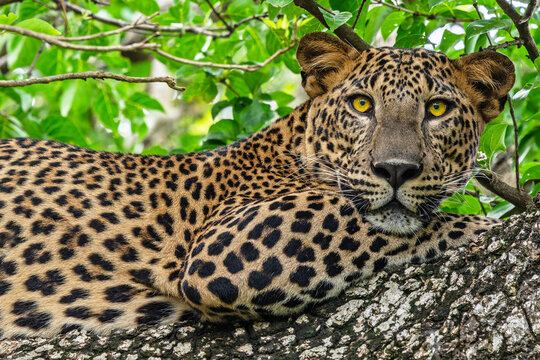 Leopard wild animal on the tree in jungle, Yala National Park, Sri Lanka