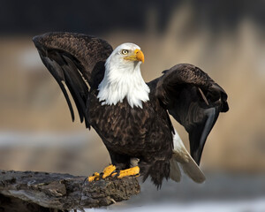 American Bald Eagle in patriotic pose