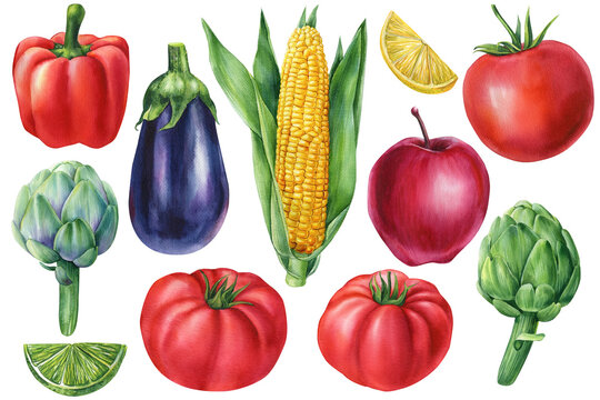 Set of vegetables, on isolated white background, watercolor illustration, autumn harvest