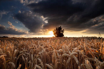 sunshine over wheat field in summer