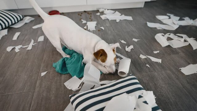 Naughty Jack Russell Terrier, made a mess at home. A funny dog scattered things and toilet paper around