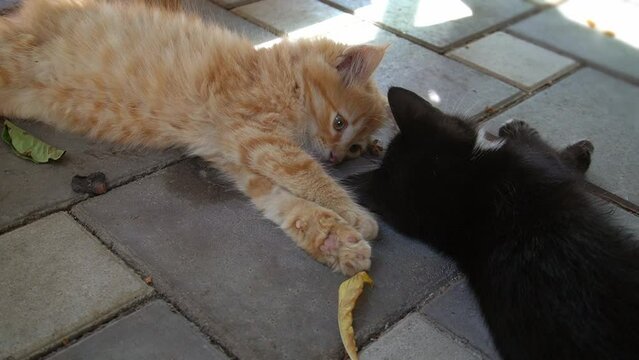 Funny kittens. Red and black kittens are plaing with each other.