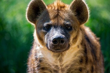Close-upportret van een gevlekte hyena voor de vage groene vegetatie op een zonnige dag