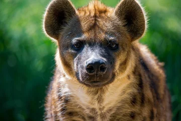 Muurstickers Close-upportret van een gevlekte hyena voor de vage groene vegetatie op een zonnige dag © Dominick Montano/Wirestock Creators