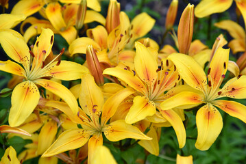 Fototapeta na wymiar Red and yellow lilies in the evening sun close-up.