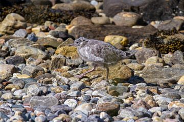 Kücken der Sturmmöwe noch nicht flügge, im Tarnkleid