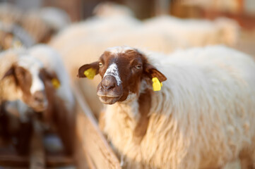 Sheeps with a tags on ears in corral on the farm. Bio organic healthy food and wool production....