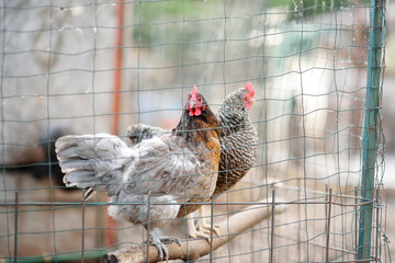 Chickens and roosters are walking in the farm coop. Floor cage free chickens is trend of modern poultry farming. Local business. © Maria Sbytova