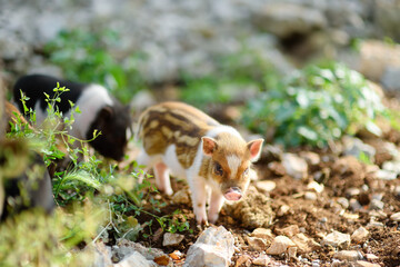 Small piglets breed of lop-bellied are in pigsty of local farm. Growing livestock is a traditional direction of agriculture. Animal husbandry. Local business. © Maria Sbytova