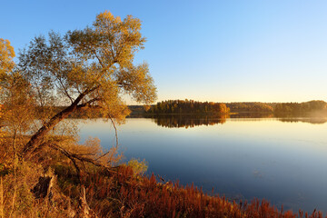 Curved wood and dry grass on shore of quiet lake or river at golden hour. Beautiful details of nature at autumn sunset. Amazing landscape. Background. Wallpaper. Postcard.