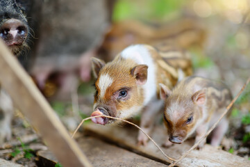Small piglets breed of lop-bellied are in pigsty of local farm. Growing livestock is a traditional direction of agriculture. Animal husbandry. Local business.