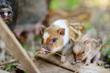 Small piglets breed of lop-bellied are in pigsty of local farm. Growing livestock is a traditional...