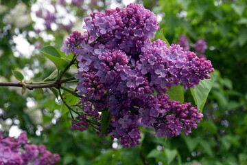 Lilac trees in lilac garden in Moscow.	
