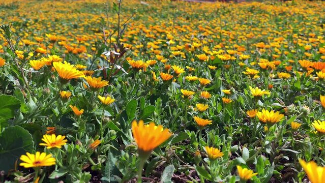 Field of orange flowers