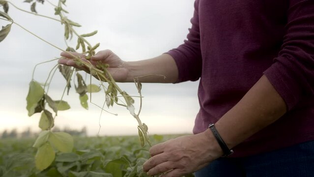 Female Farmer Examining Pest Damage on Soybean Plant