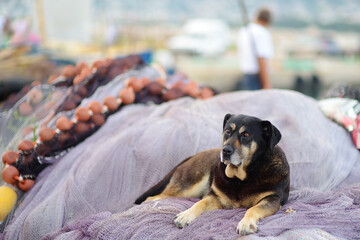 Big sad old dog lying on fishing nets on shore of sea