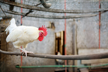 Rooster is walking in the farm coop. Floor cage free chickens is trend of modern poultry farming. Local business.
